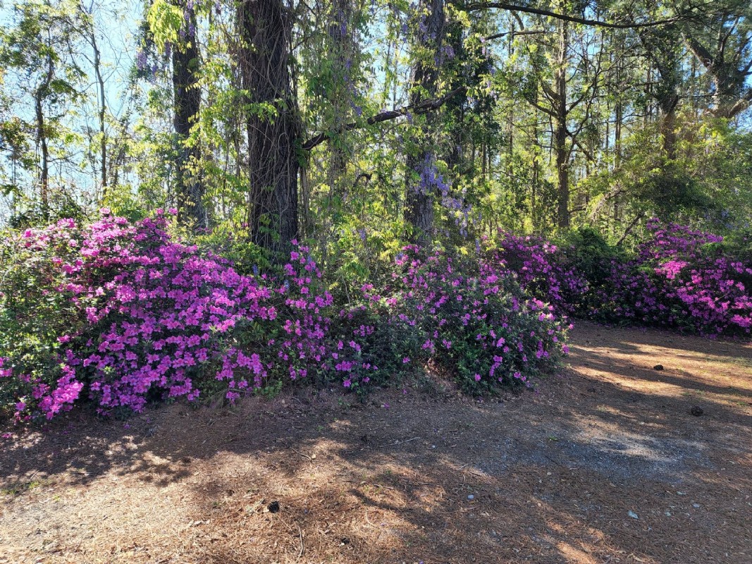 Backyard azaleas and wisteria